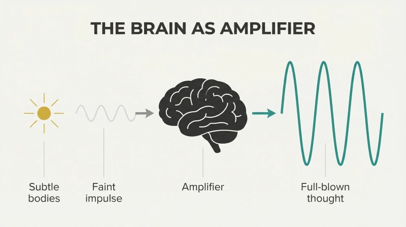 Faint wave enters a brain silhouette and exits dramatically larger, showing the brain as thought amplifier, not creator.