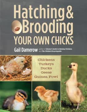 Hatching &amp; Brooding Your Own Chicks Summary