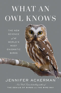 What an Owl Knows Summary